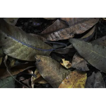 Organic Dry Mango Leaves